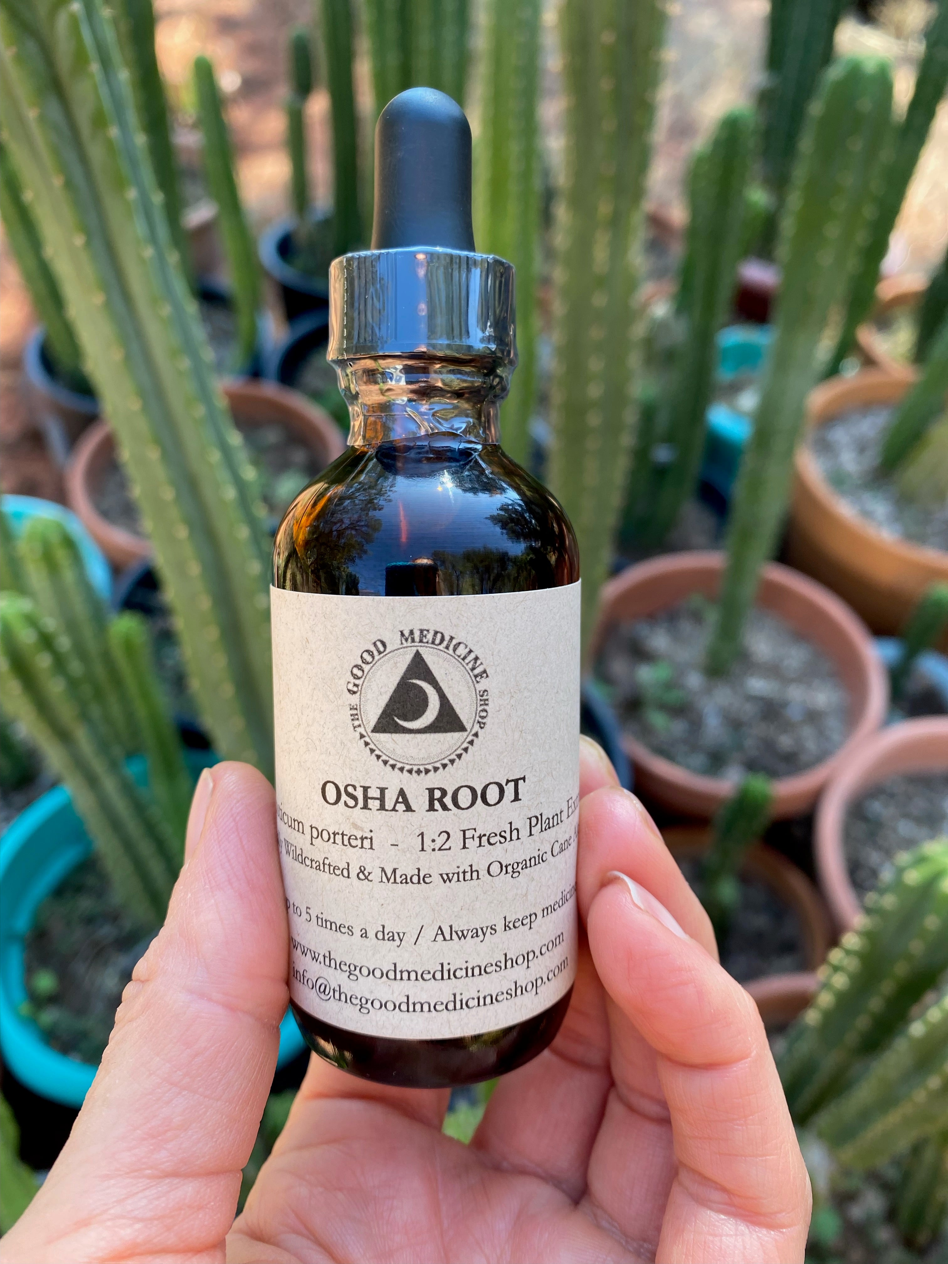 Osha Root Tincture The Good Medicine Shop osha-root-tincture-the-good-medicine-shop